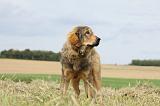 DOGUE DU TIBET 062